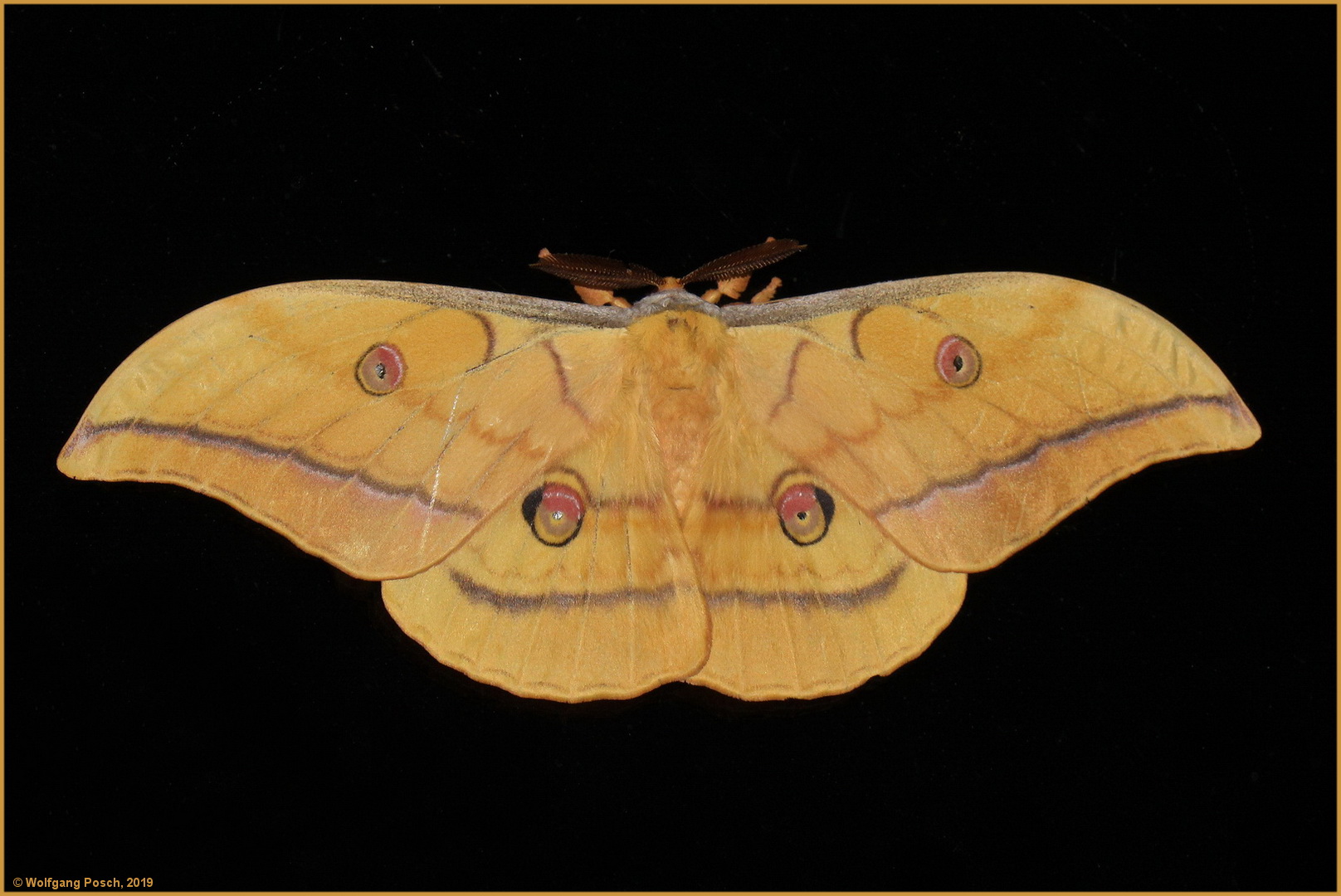 Antheraea yamamai