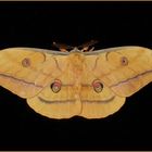 Antheraea yamamai