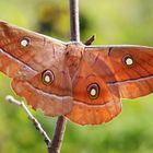 Antheraea yamamai