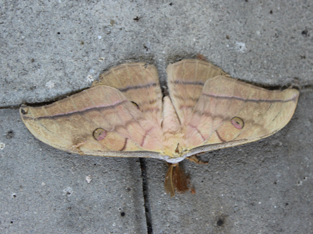 Antheraea yamamai- Japanischer Seidenspinner