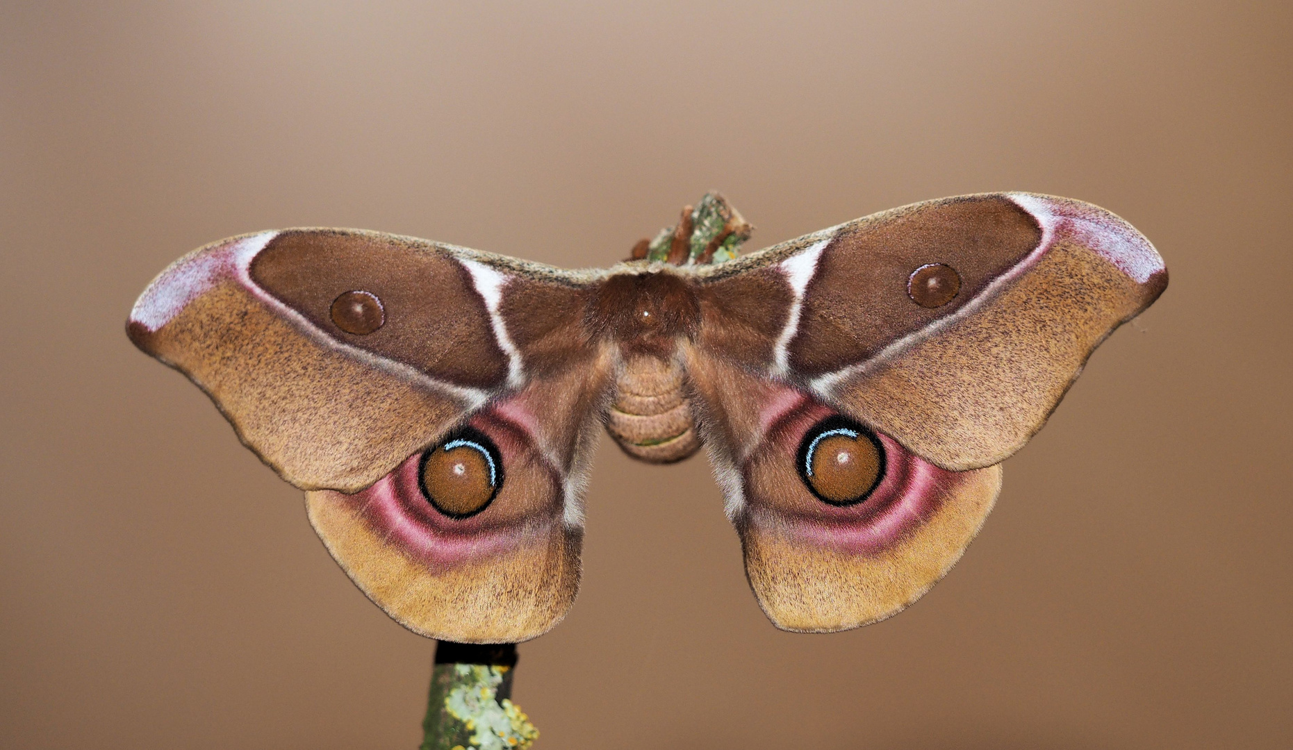 Antheria suraka....