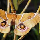 Antheria suraka Mädchen.... 