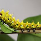 Antheria suraka Raupe...