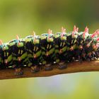 Antheria suraka Raupe...