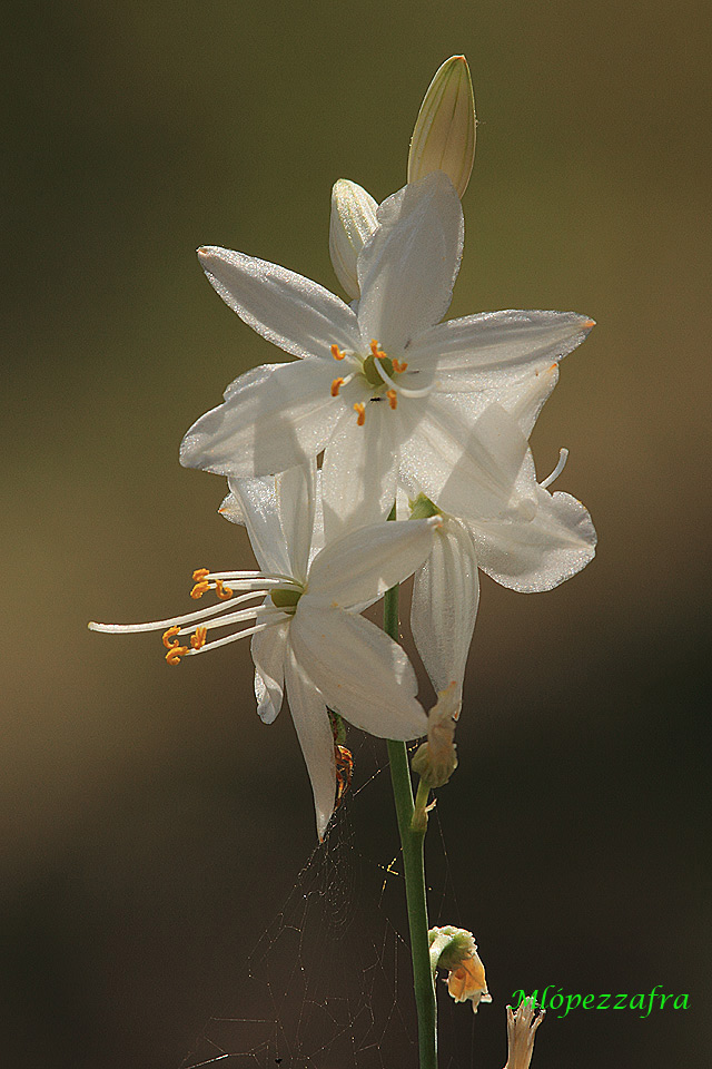 Anthericum baeticum.