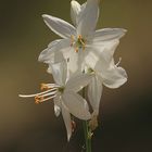 Anthericum baeticum.