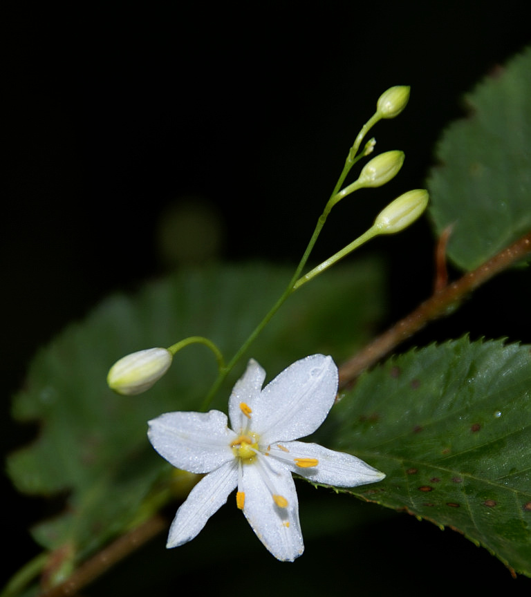 ANTHERICUM RAMOSUM