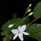 ANTHERICUM RAMOSUM