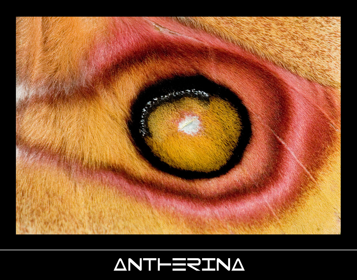 Antherina