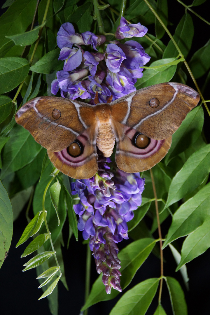 Antherina suraka