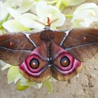 Antherina suraka (Madagaskar Nachtpfauenauge)