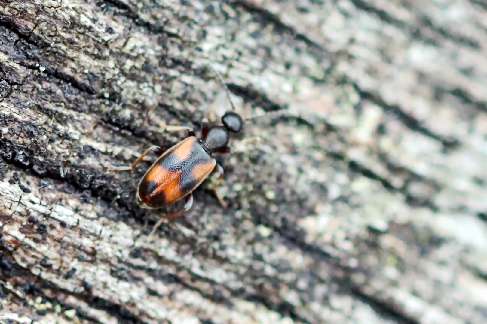 Anthicus antherinus,Rotflecken-Blütenmulmkäfer