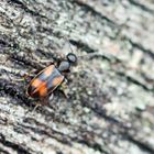 Anthicus antherinus,Rotflecken-Blütenmulmkäfer