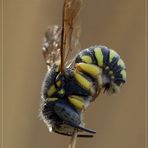 ANTHIDIELLUM STRIGATUM (Panzer, 1805)