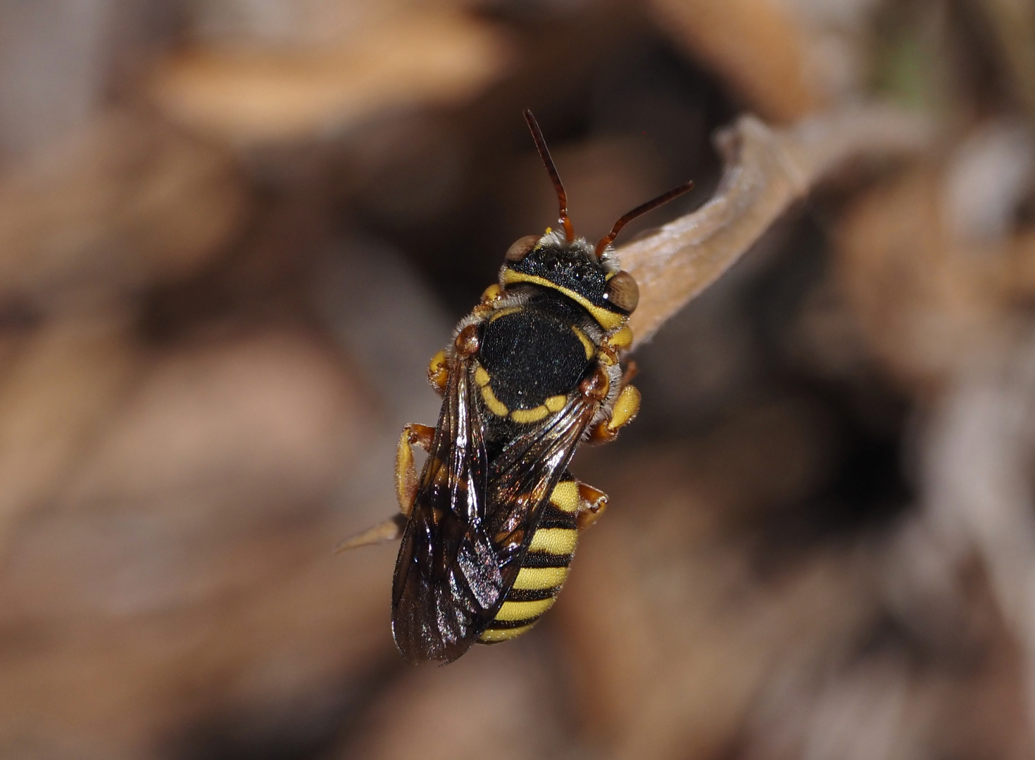 Anthidium caturigense