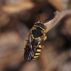 Anthidium caturigense