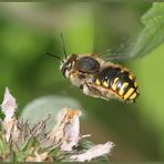 Anthidium manicatum 1