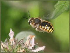 Anthidium manicatum 1