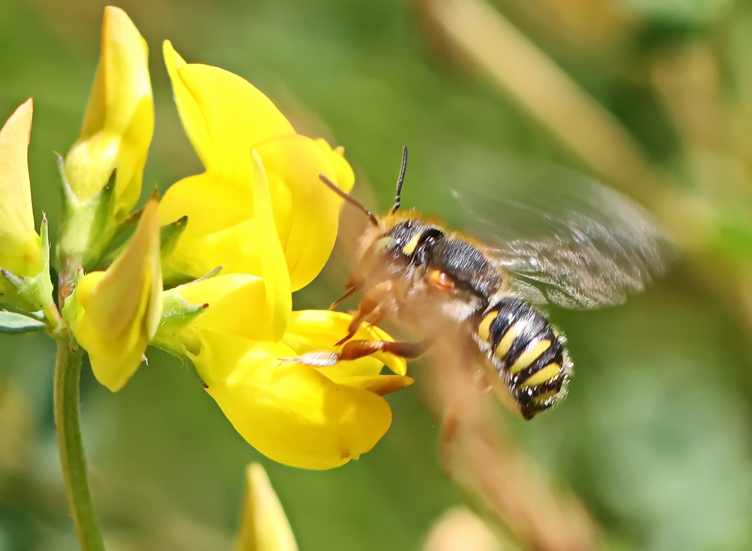 Anthidium manicatum