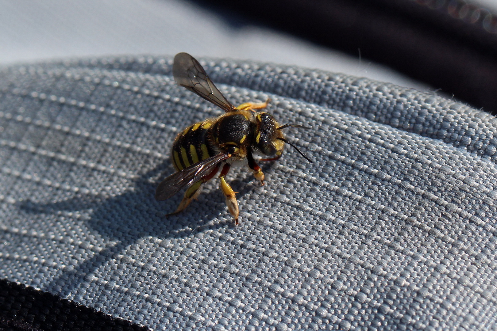 Anthidium manicatum