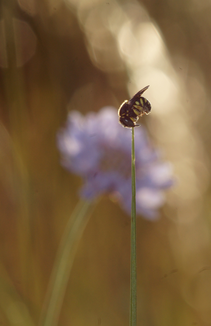 Anthidium oblongatum