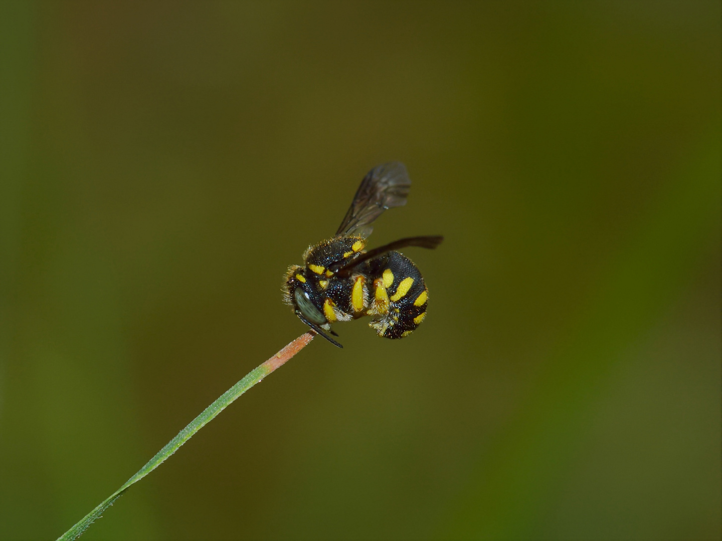 Anthidium strigatum, Kleine Harzbiene