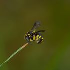 Anthidium strigatum, Kleine Harzbiene