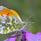 Anthocaris cardamines