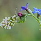 Anthocaris-cardamines-(male)