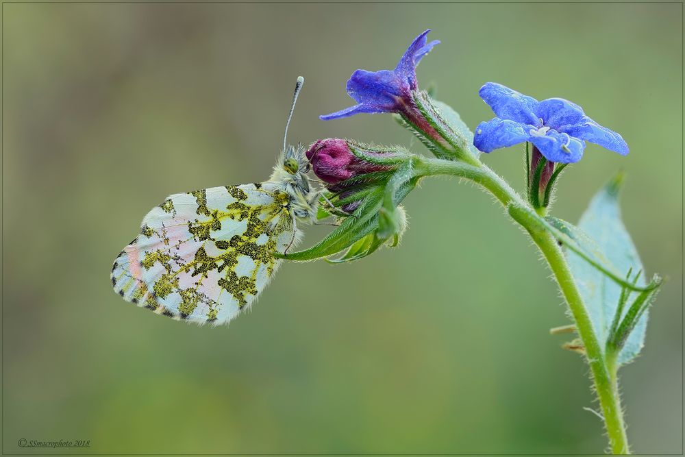 Anthocaris-cardamines-(male)