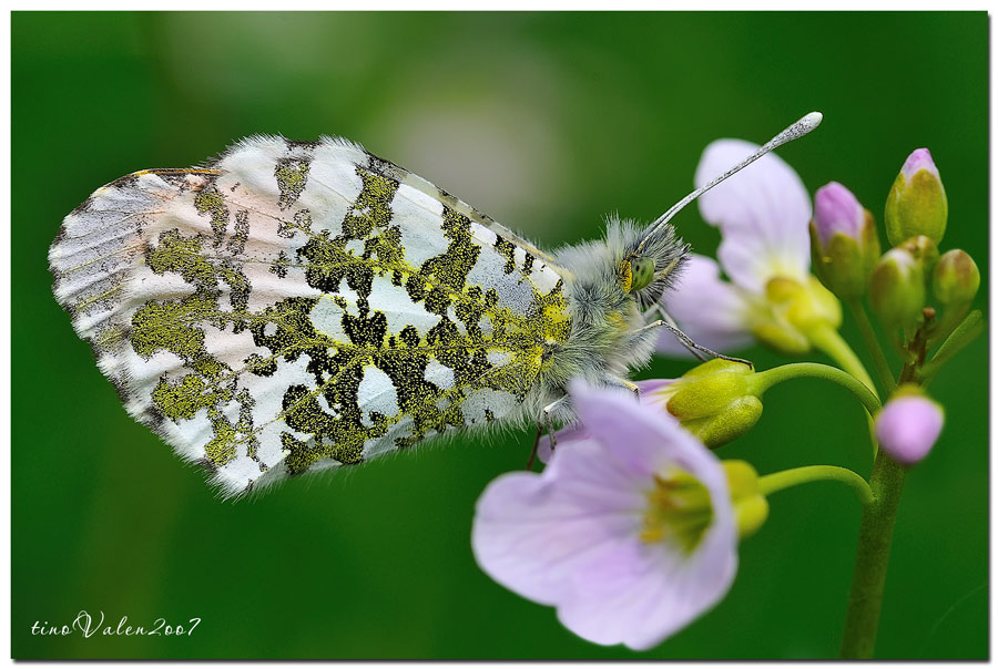 ... anthocaris cardamines, maschio ...