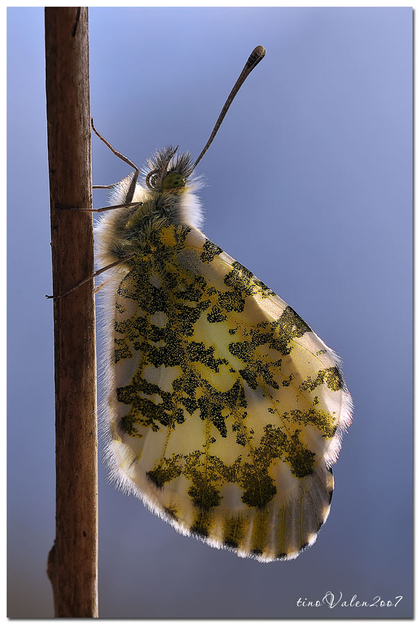 ... anthocaris cardamines - small lady ...