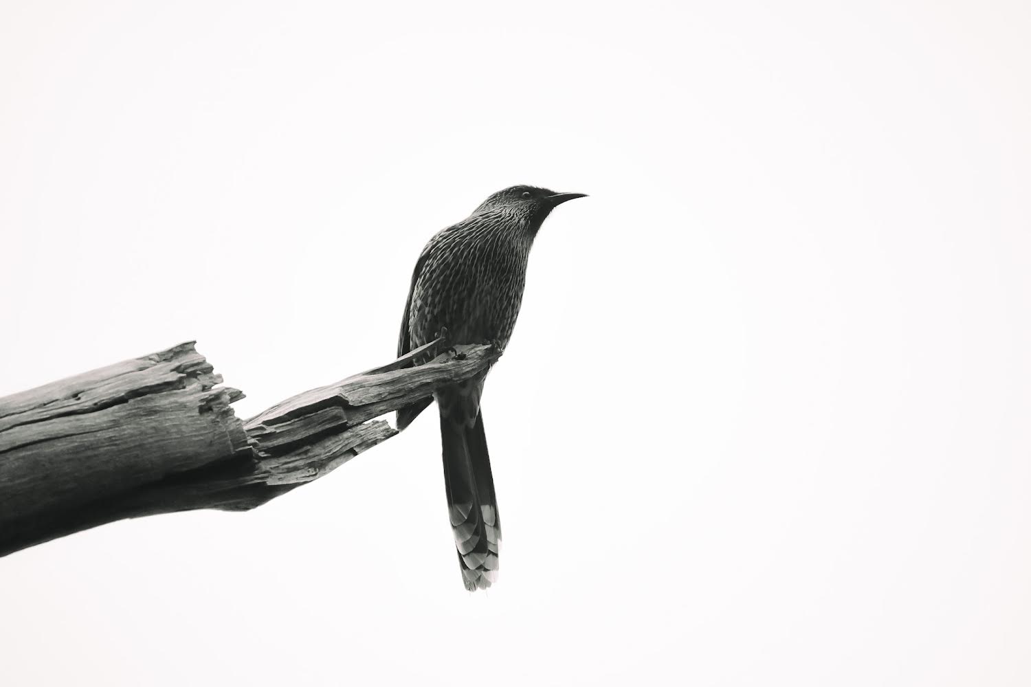 Anthochaera chrysoptera (Little Wattlebird)