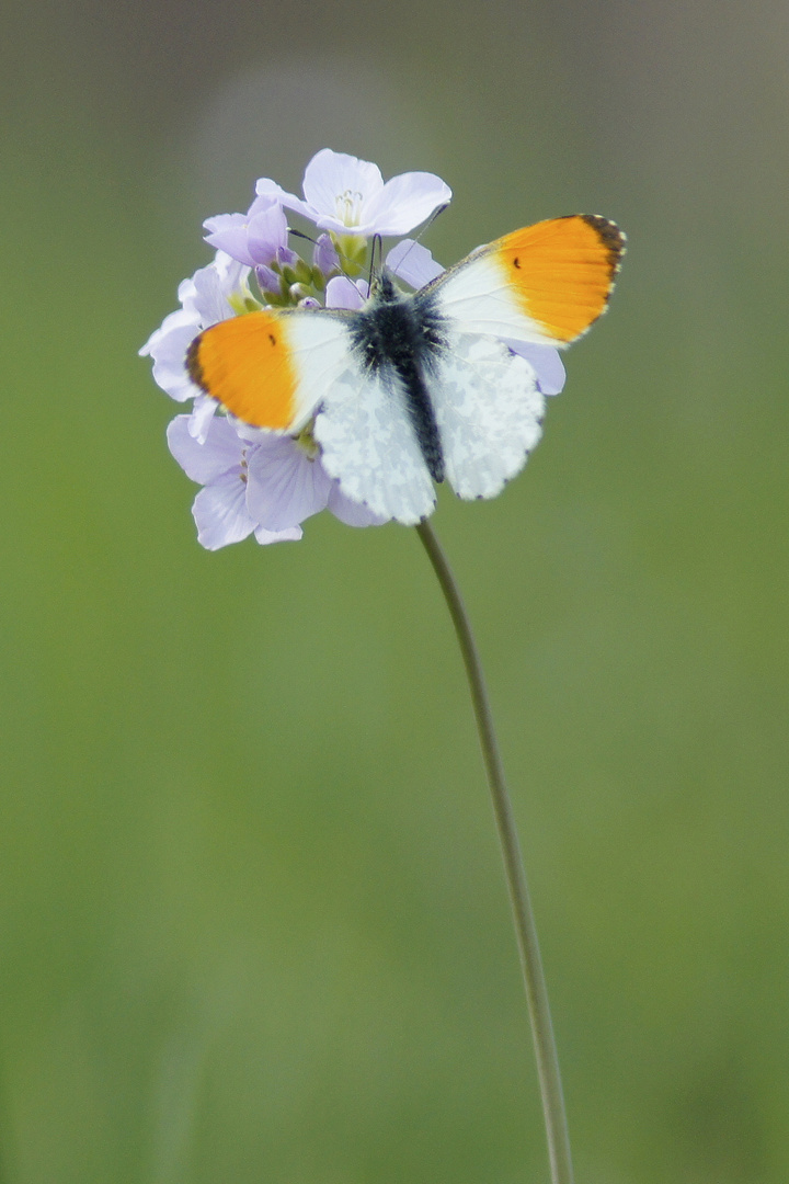 Anthocharis cardamine