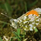 Anthocharis cardamines