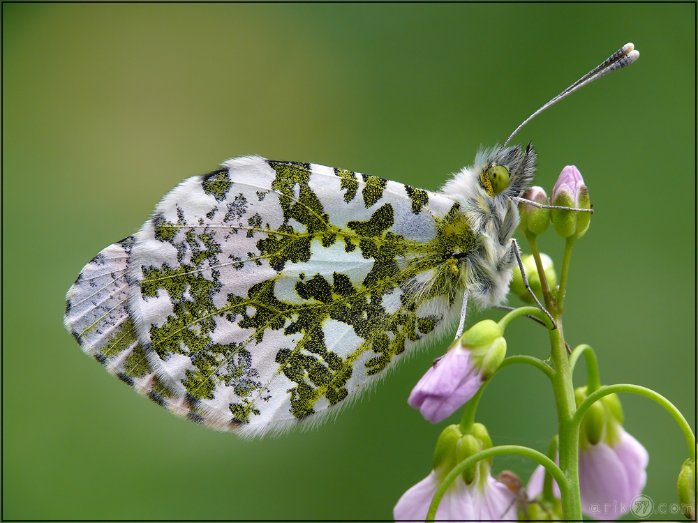 Anthocharis cardamines