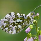 Anthocharis cardamines