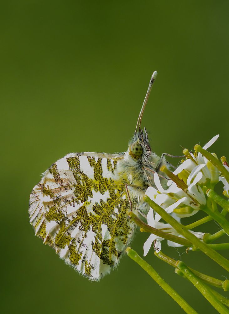 Anthocharis cardamines