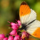 Anthocharis cardamines