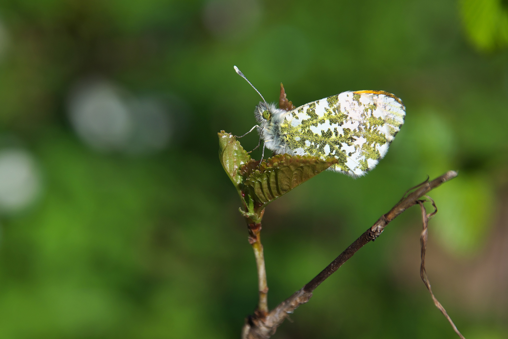 Anthocharis cardamines