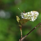 Anthocharis cardamines