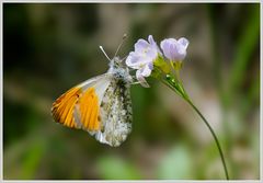 Anthocharis cardamines