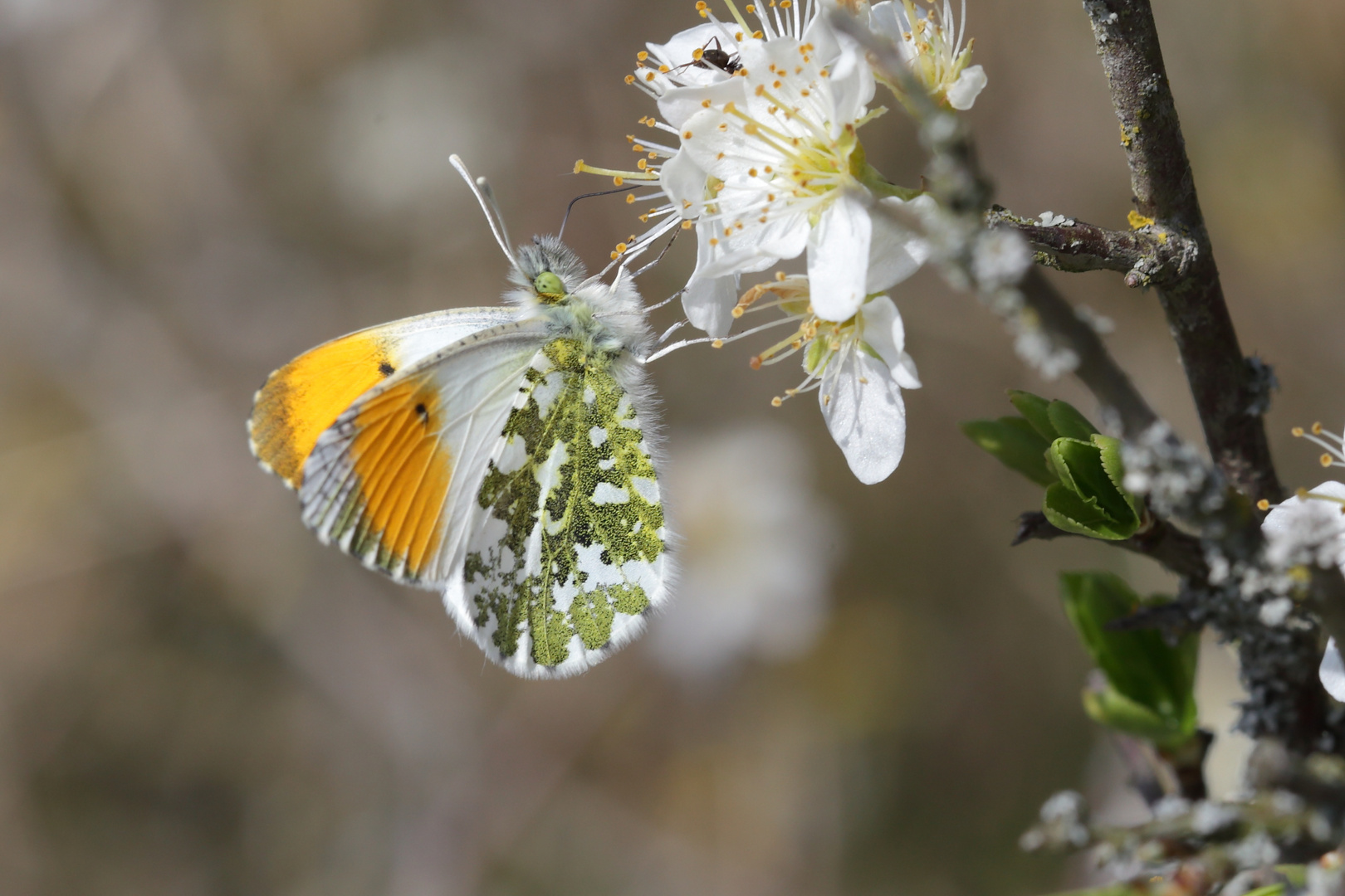 Anthocharis cardamines