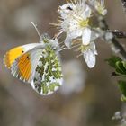 Anthocharis cardamines