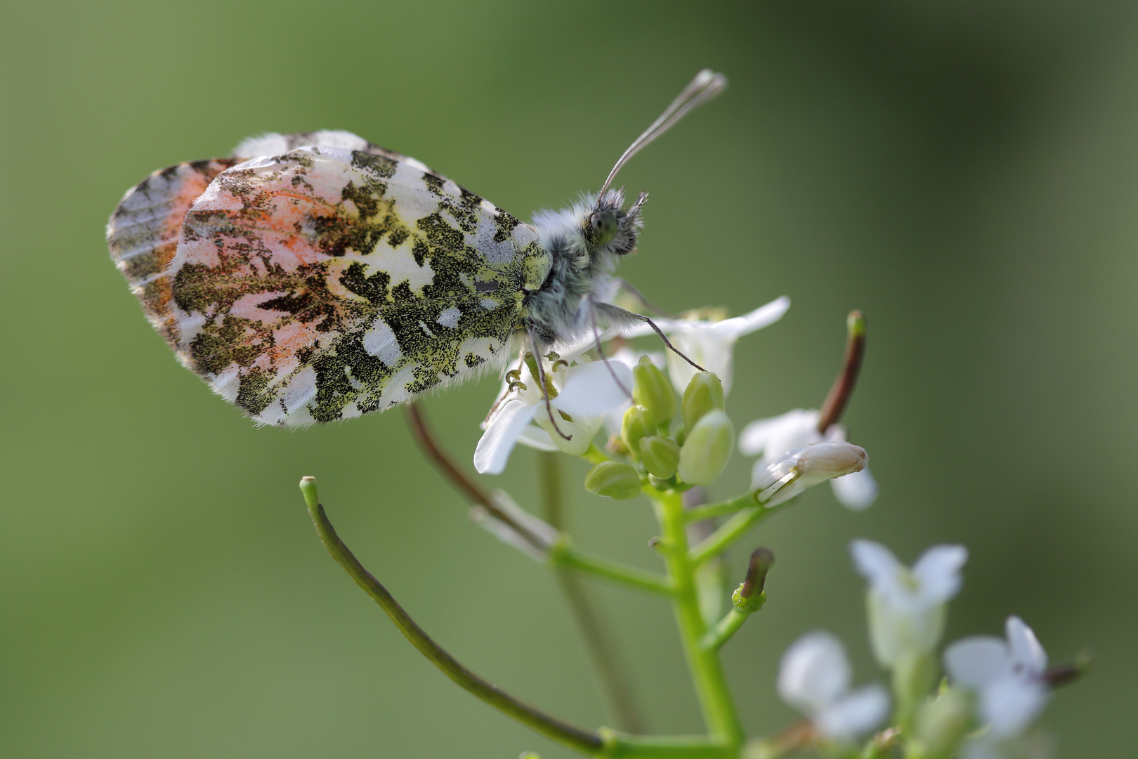 Anthocharis cardamines 