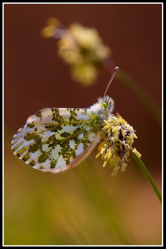 Anthocharis cardamines