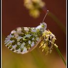 Anthocharis cardamines