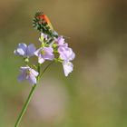 Anthocharis cardamines