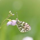 Anthocharis Cardamines