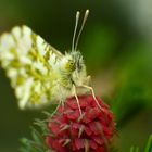 Anthocharis cardamines